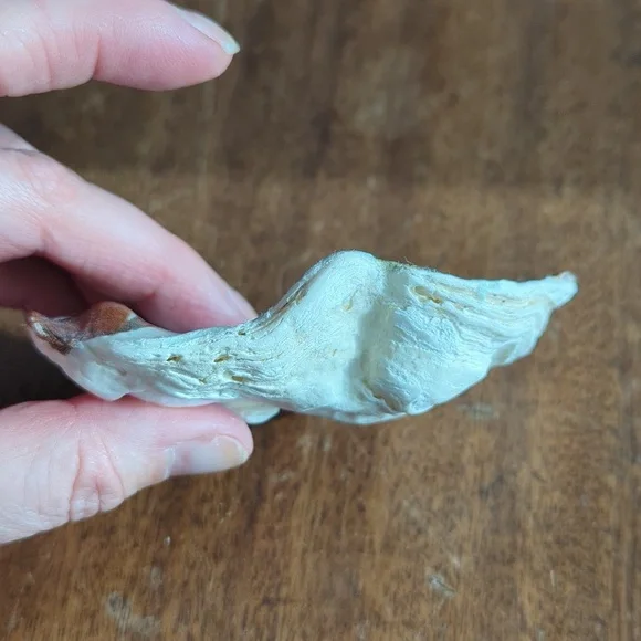 Decorative Shells - Picture 7 of 9